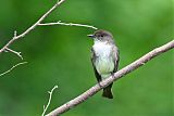 Eastern Phoebe